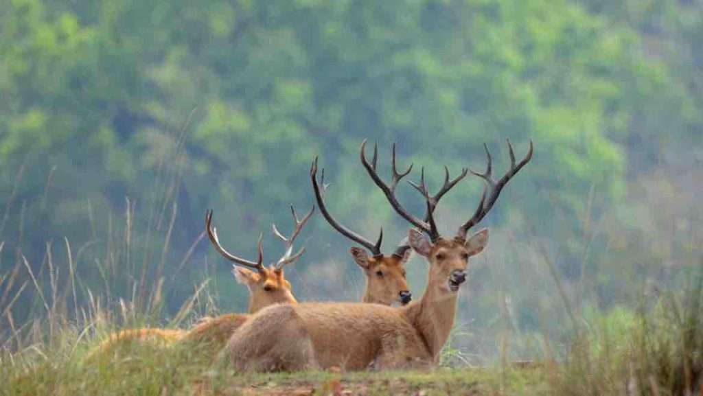 6 Things to do in Kanha Park 6 Things to do in Kanha Park